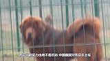 中国藏獒对战日本土佐，下秒藏獒发起反攻，镜头拍下激烈全过程！