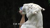 白虎想要喝饲养员手中的牛奶，秒变大猫，网友太萌了吧！