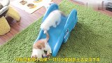 小奶猫玩滑梯，萌翻了看客，乐坏了主人