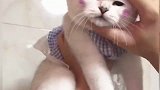 铲屎官教猫咪学外语，让猫咪学狗叫，猫：汪汪汪！