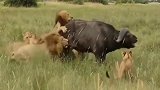 野牛拼了命也打不过这些猛玩意儿