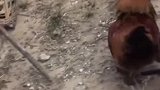 一个普通公鸡你就受不了了