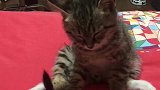 为什么这猫白天没有精神，一到晚上就精力旺盛呢，真的是搞不懂