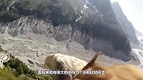 “鸟中屠夫”伯劳鸟，性情残暴无比，喜欢把猎物挂在树枝上吃