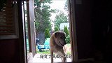 猫咪以为自己是“人”，做出的反常举动，常常把主人吓到了