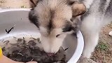狗子：等不及了，我先喝口汤！