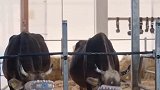 为了防止奶牛患上“冬季抑郁症”，俄罗斯人心生妙计，给奶牛带上了VR眼镜减压