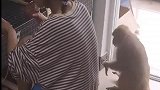 猴子突然闯进寝室，女生强装镇定嗑瓜子