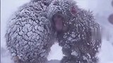 一景区下雪，猴子们抱团取暖，只能从同伴身上获取温暖！
