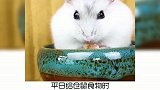 宠物冷知识，为什么被叫做仓鼠？奇怪的知识又增加了