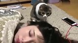 猫咪：卧槽不会死了吧，这样叫都不醒！真是难以置信