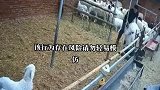 椎间盘突出被公羊治好了，今天特地感谢他