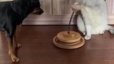 一猫一狗，全靠猫养