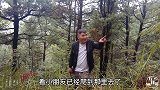 爱采野生菌的林哥，树林捡了好多一块钱一斤的菌子，你那边有吗？