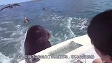 海龟跟着船只一直不肯离开，老外捞上来一看，直接拿出了刀子！