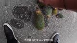 你可能玩过丢沙包，但是你玩过用仙人掌做的沙包吗
