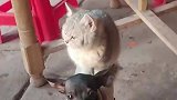 猫猫嫌地面脏，狗狗变坐骑