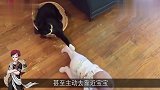 宝宝看电视没空理猫咪，接下来猫咪的举动，爸妈都快笑坏了