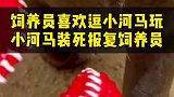 饲养员喜欢逗小河马玩，小河马装死报复饲养员，太可爱了