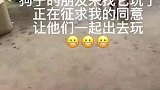 狗子的朋友来找他玩他正在征求我的同意