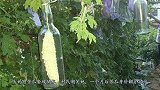 大妈为苦瓜套玻璃瓶，村民嘲笑她，一个月后苦瓜身价翻了10倍