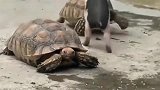 乌龟和小香猪势不两立，这打架方式真是萌翻了！