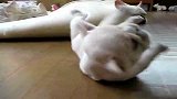 长太胖的悲剧 狗狗翻不过来了