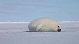 过于发胖的小海豹，无法在冰面上翻身