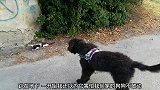猫咪躺在原地一动不动，狗第一个发现，铲屎官向前查看
