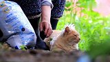老奶奶在田里发现一只流浪猫，用野花给它做个头饰