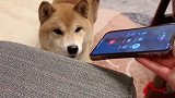 这下安逸了！自己养吧