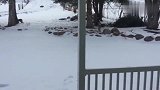 大雪过后，三只猞猁来到我家要饭了，我也不敢开门啊