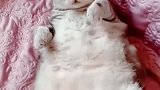 猫：咋回事，我咋还翻不了身了！