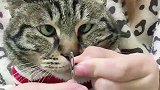 猫咪的眼神真是绝了，看一次笑一次，笑得我都快岔气了！