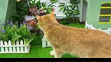 小猴子比比随地拉肚子被猫咪曝光，真后悔吃了过期冰淇淋