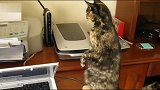 当打印机开始工作时，猫咪开启了抖动模式，很有节奏感