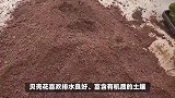 贝壳花的养殖方法和注意事项