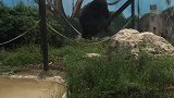 去动物园还能顺便看杂技，好厉害的大猩猩！