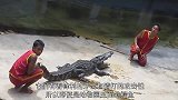 老外穿上恐龙服调戏鳄鱼，鳄鱼的行为让人看笑了