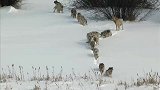 北美狼群集合捕猎野牛，苦无必杀本领，不料野牛来了一个神助攻