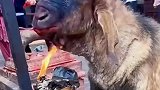 山羊大哥这是在干什么呢，网友：它是想吃烤山羊了