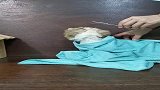 猫咪：主人你放过我吧，每次剪完毛我都不敢出门