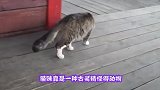 小猫爬高墙悬在半空没力气，千钧一发之际，大猫会伸援助之手吗