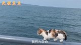 猫 -第一条命体验时间快到了，我应不应该掉下去呢？
