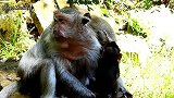 可怜小猴子做错了什么，好像猴妈妈不太喜欢他