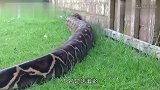 大蟒蛇：体重1134公斤以鳄鱼为食，最大的蟒蛇