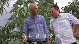 桃树秋梢管理