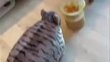 主人把玩偶放在小猫对面，把猫咪吓得一愣一愣的