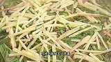 车前草泡茶喝好处多多，农村野外遍地都是，赶紧试试吧