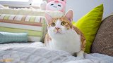 小橘猫第一次洗澡，害怕的浑身颤抖，急着呼喊：老吴救我！